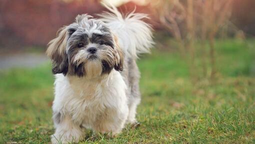 anjing kecil berbulu lebat